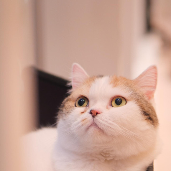 夜景を眺める あくあちゃん