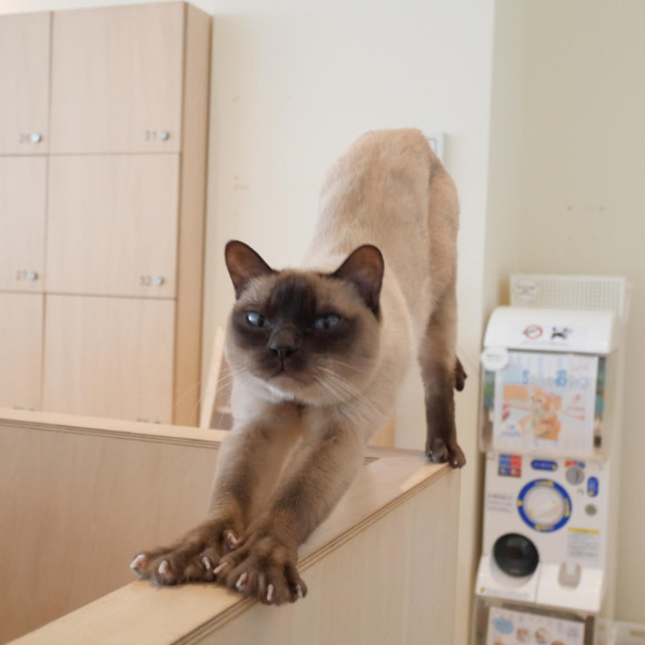 伸びをしているリクくん