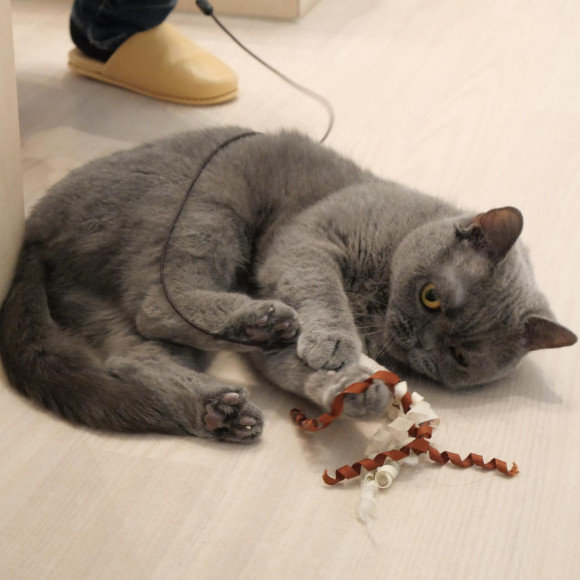 遊ぶの大好きシュシュちゃん♪