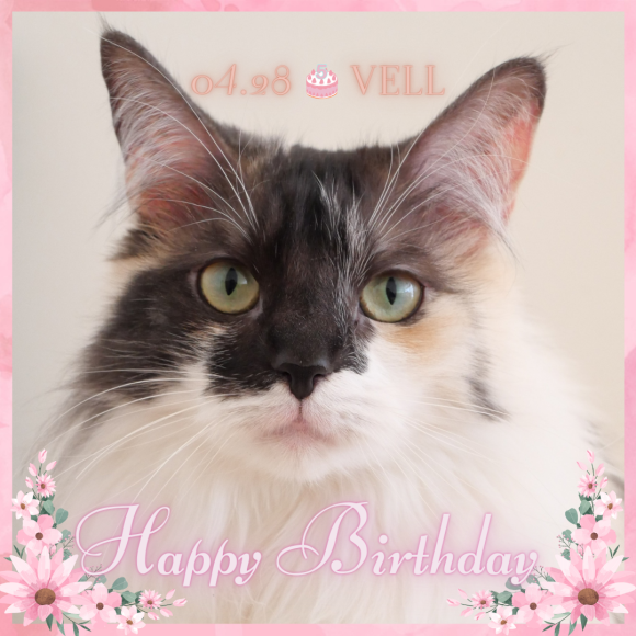 ♡*:.｡. Happy Birthday ヴェルちゃん.｡.:*♡