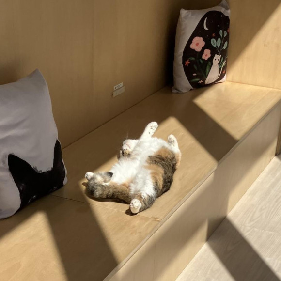 まったりこのは