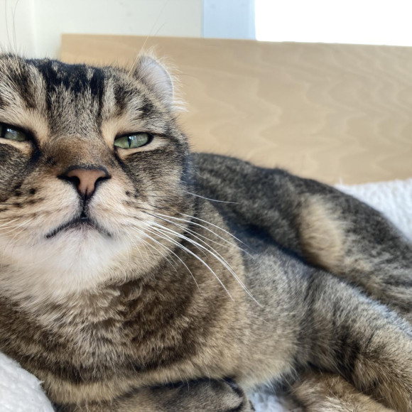 ねむねむなちくん