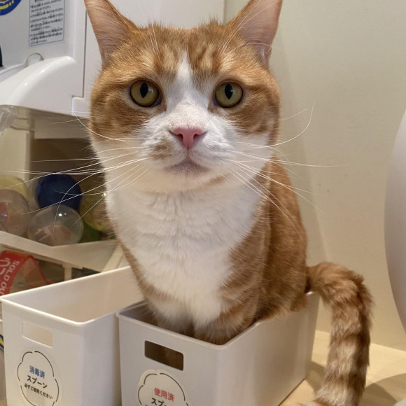 すっぽり？な はちくん