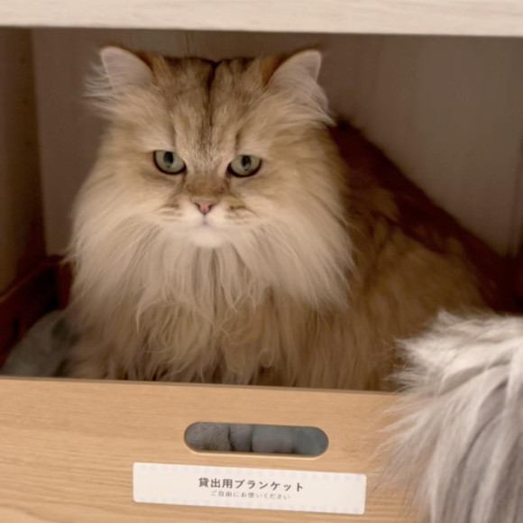 ふみふみするふじこちゃん