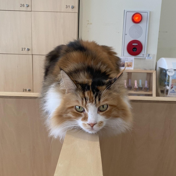 お姫様ゆいちゃん