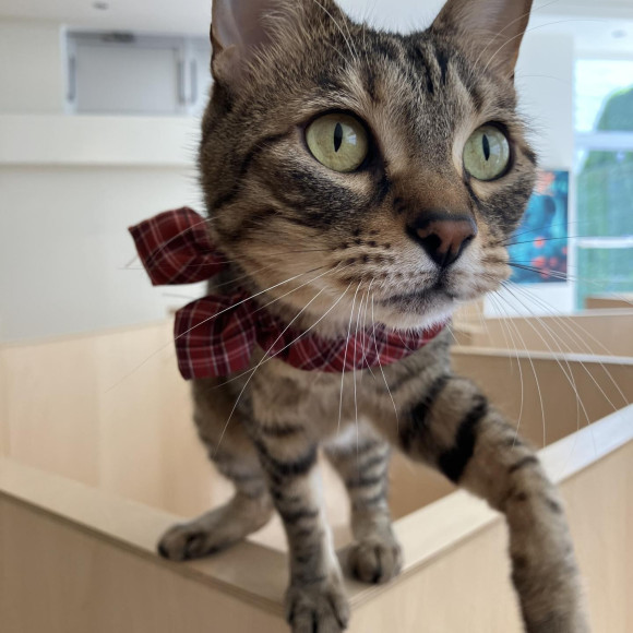 newおもちゃで遊ぶリリィちゃん