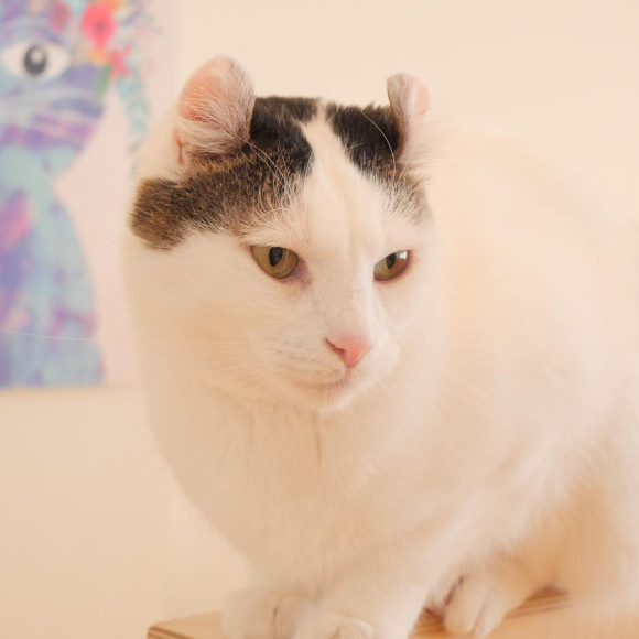 おやつLoveなウォルトくん