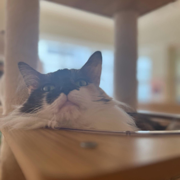 まったり中のヴェルちゃん