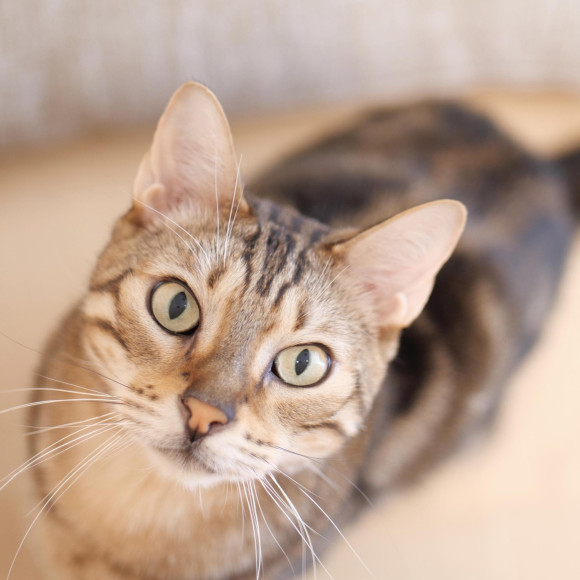 まっすぐこちらを見つめているのは…