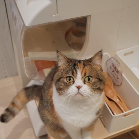 おねだり上手なこのはちゃん