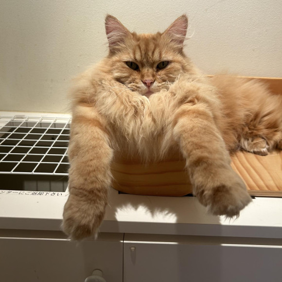 ライオンマークくん