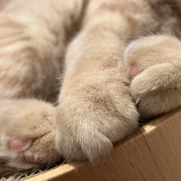 きなこもち？なジョニーくん