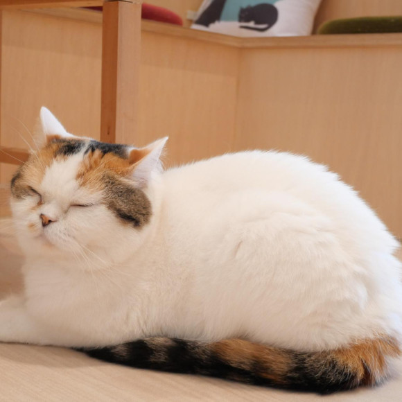 おねむなあくあちゃん