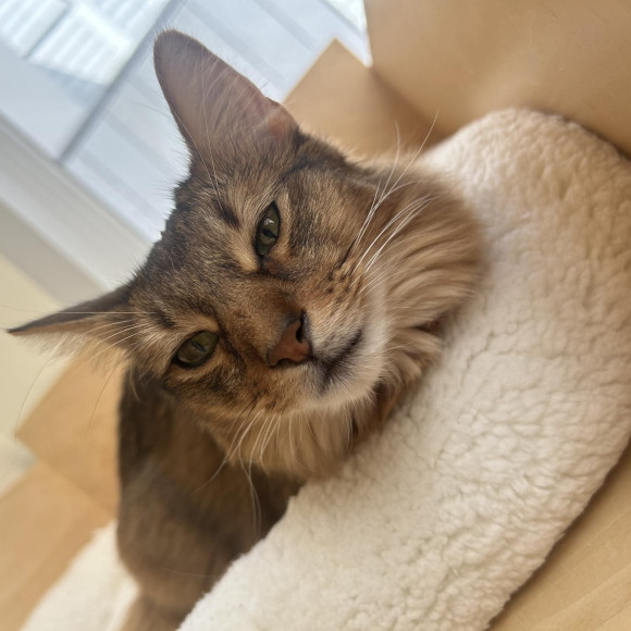 おねむなロイくん