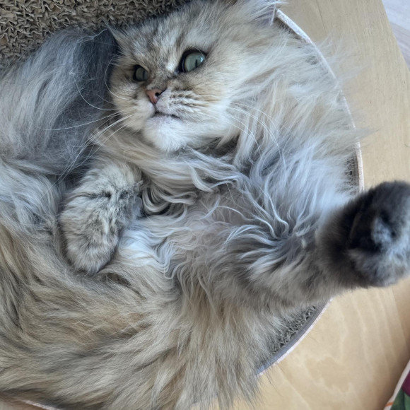 何かとたたかう、ふじこちゃん