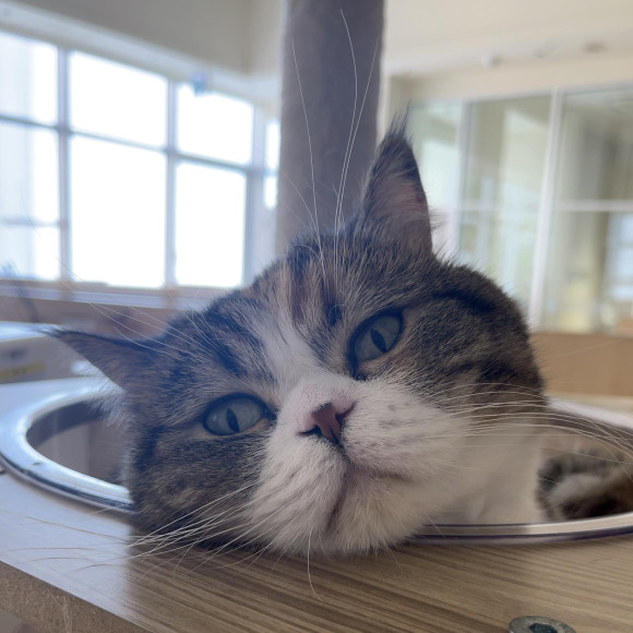 リラックス中のこのはちゃん