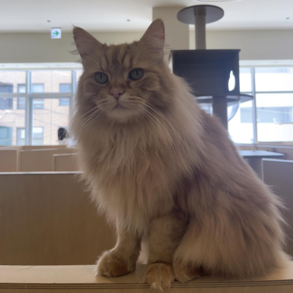 ライオンのようなマークくん