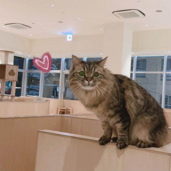 おめめまん丸みらいちゃん♡