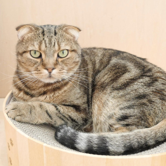 猫スタッフに大人気爪とぎベッド☆