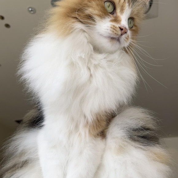 もっふもっふなゆいちゃん