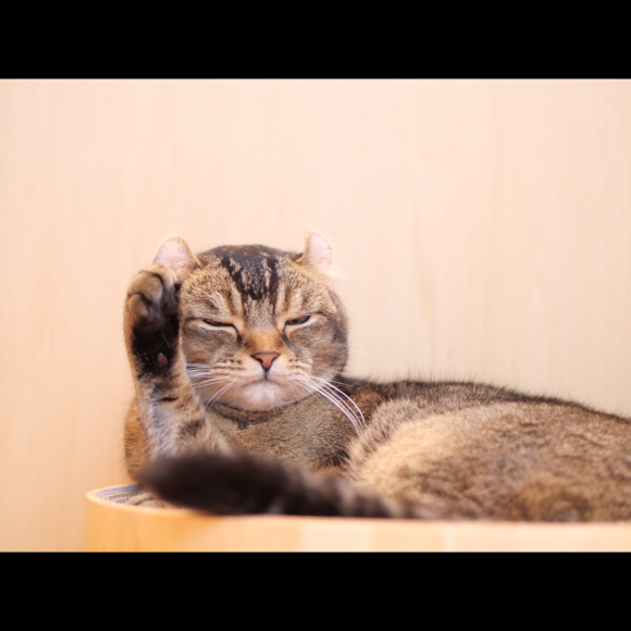 毛繕いなちくん