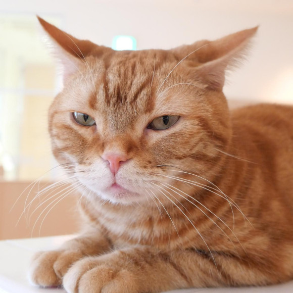 おひざ大好き、らんくくん