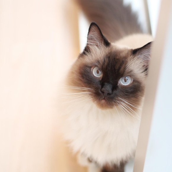 綺麗な瞳のシエルくん