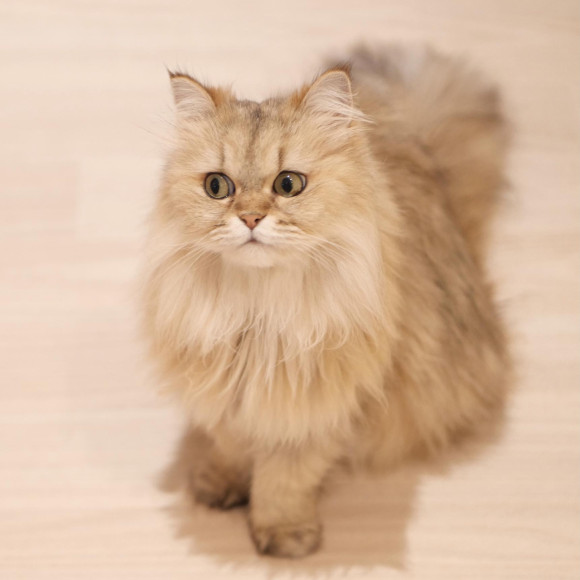 可愛いふじこちゃん♡