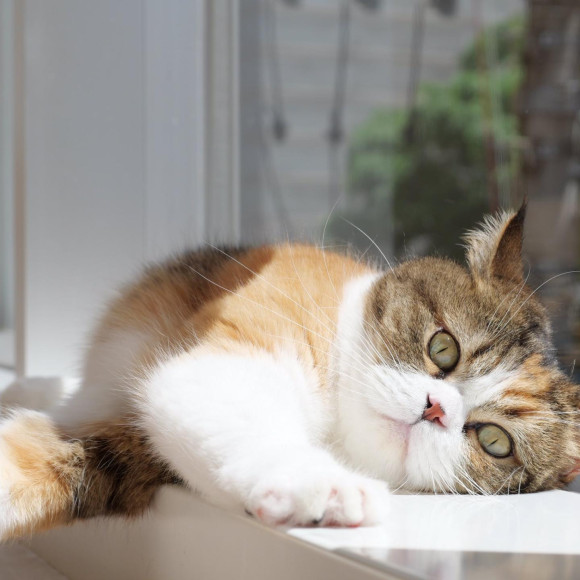 のびーーっとこのはちゃん