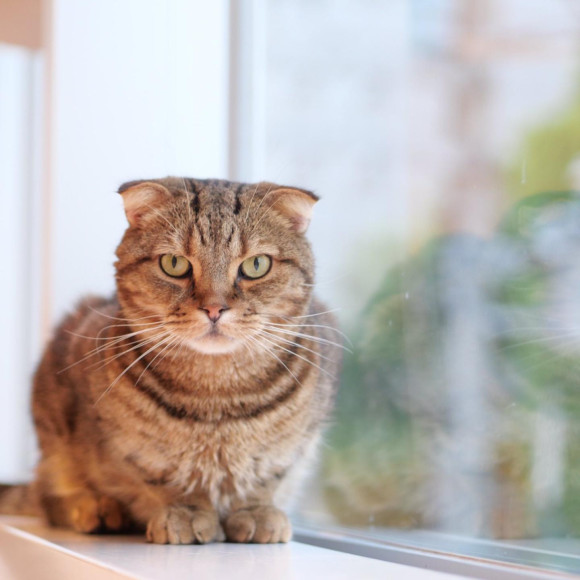 キメ顔テルくん