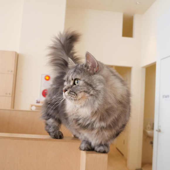 もふもふな毛と短い足が特徴的な #マンチカン　のまりるくん