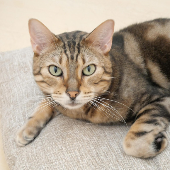 器用なラウンくんのマイブーム