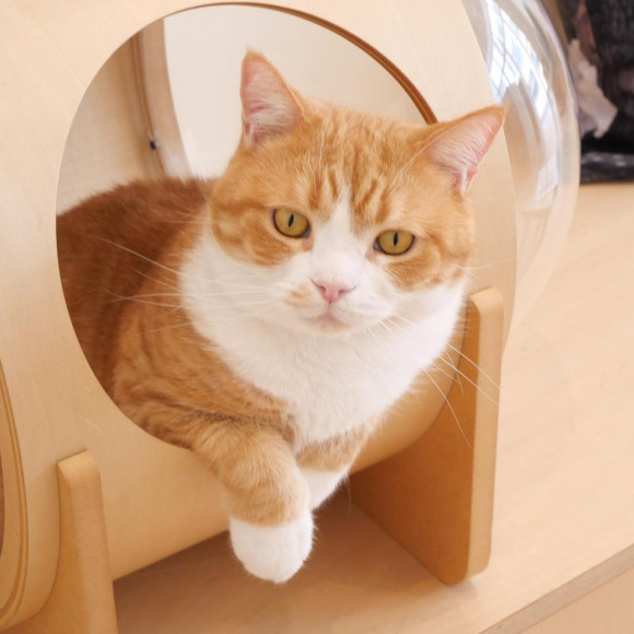 まったりはちくん