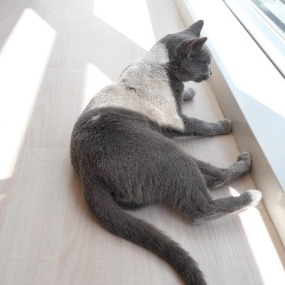 日向でくつろぐしんかくん