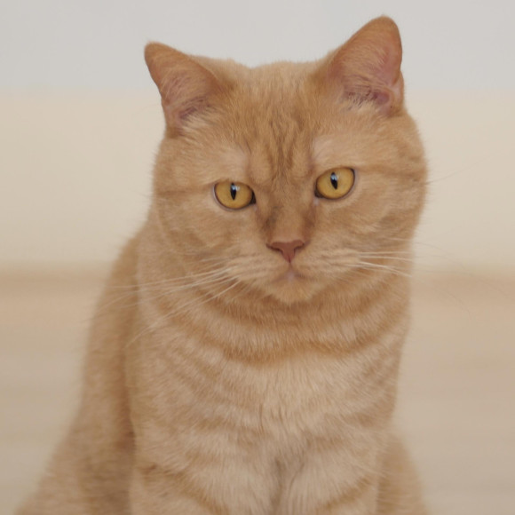 ○まん丸お顔のジョニーくん○