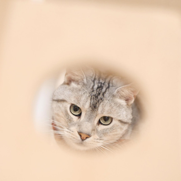 丸い穴からのぞくダニエルくん