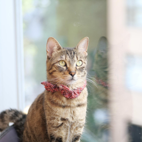 窓側大好きリリィちゃん