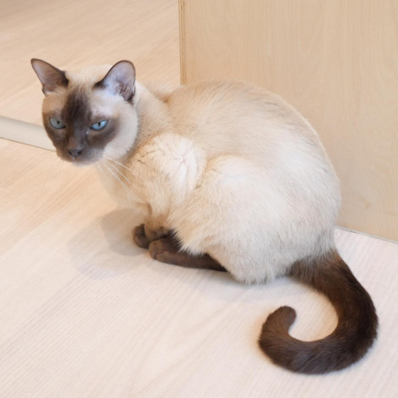 じっと見つめるリクくん