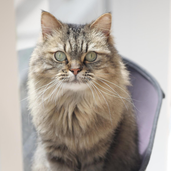 マンチカンのみらいちゃん♪