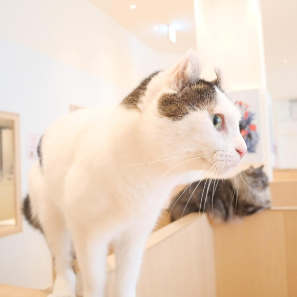 じっと見つめるウォルトくんとまりるくん