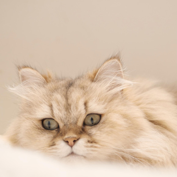 ★ネコ総選挙(予選)開催中★