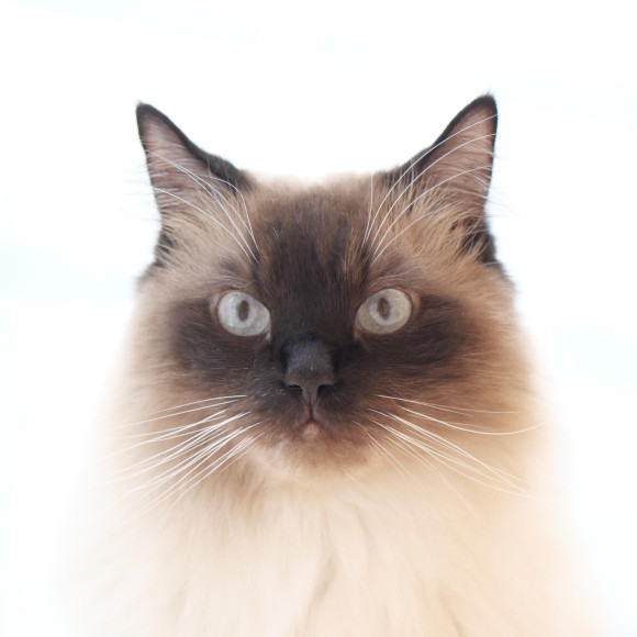 もふもふなシエルくん