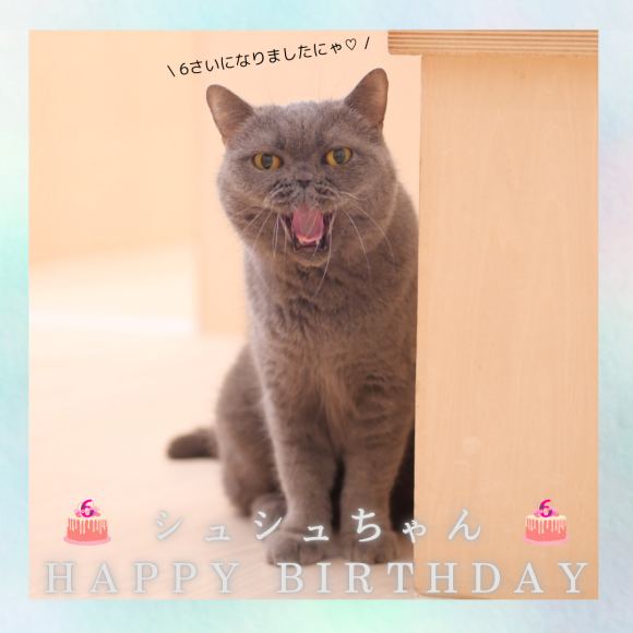 本日はシュシュちゃんのお誕生日です♡