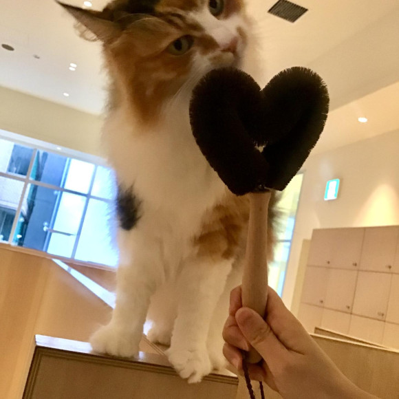 新しいおもちゃ