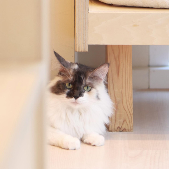 ひょっこりヴェルちゃん