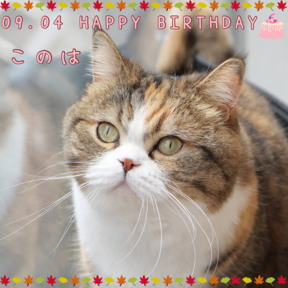 このはちゃん Happy birthday~♬