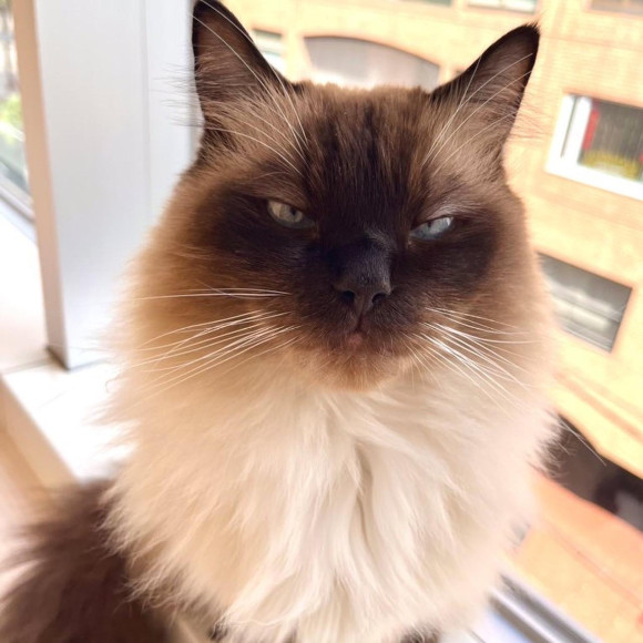 シエルくんのジト目からしか得られない栄養があります