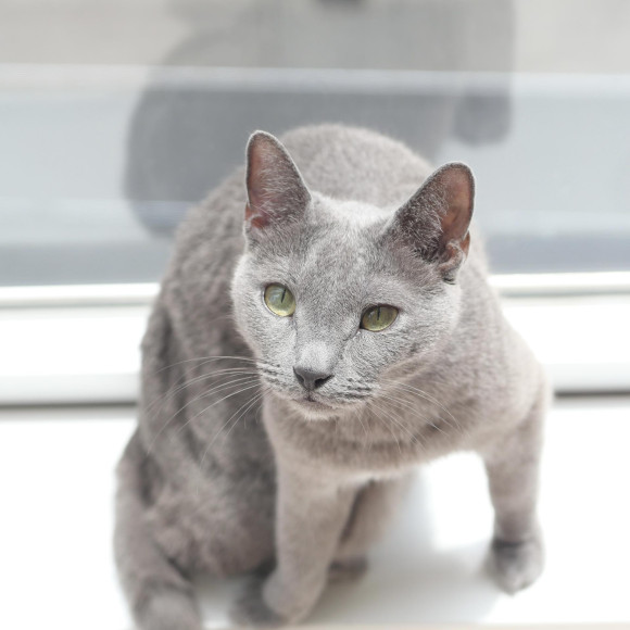 スマート男子のしんかくん⭐︎