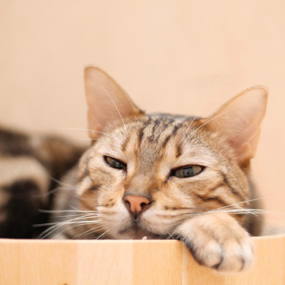 イケニャンなラウンくん