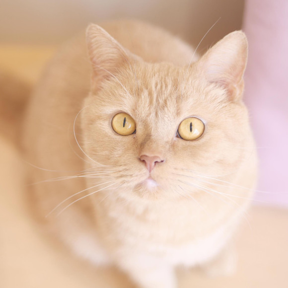 当店のブリティッシュショートヘア♡